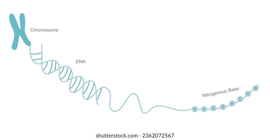 The concept picture of genetic material for inheritance of genetic information that shows chromosome , double stranded DNA and Nitrogenous base.