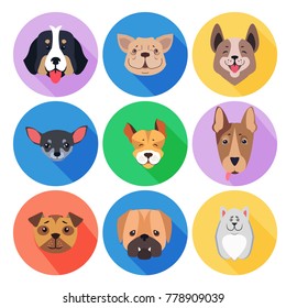 Concept of purebred dogs. Vector illustration of Bernese Mountain and Central Asian hounds, French and English Bulldog, Chihuahua and boxer, Jack Russell and Bull Terrier, puppy of Argentinian Dog.