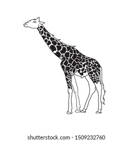 The concept of a rare animal vector giraffe's long neck is a children's favorite