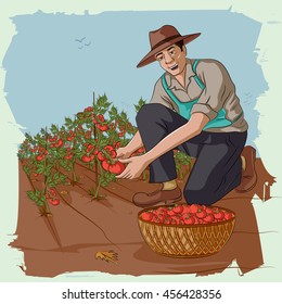 Concept of retro man plucking tomato from farm. Vector illustration