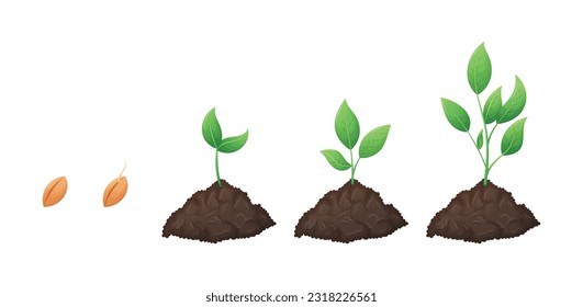 Concept of stages of seedling growth process. A set of vector isolated cartoon elements, heaps of soil with young green plant sprouts with leaves grown from a grain.