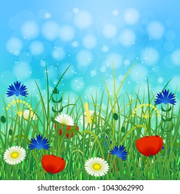 Concept Summer. Sky, blur, field grass, herbs and flowers. Rest vacation, in nature, in forest, on a country house in countryside