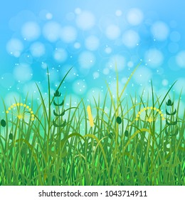Concept Summer. Sky, blur, field grass. Rest vacation, in nature, in forest, on a country house in countryside