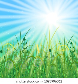 Concept Summer Solstice. Sky, blur, field grass, sun, the lights of a sun. Rest vacation, in nature, in forest, on a country house in countryside. 21 June