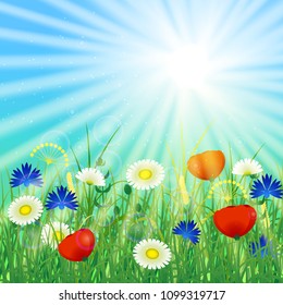 Concept Summer Solstice. Sky, blur, field grass, flower, sun, the lights of a sun. Rest vacation, in nature, in forest, on a country house in countryside. 21 June