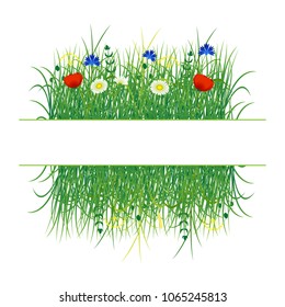 Concept Summer. Wild grass and flowers. Place for text. On white background