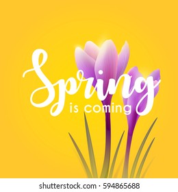 Concept of vector illustration. Hello spring. Crocuses. #8