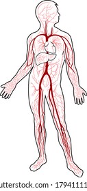Conceptual Human Blood Circulatory System. Blood Vessels Scheme with Arteries and Veins Illustration