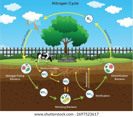 Conceptual vector diagram showing nitrogen cycle including nitrogen fixation nitrification and denitrification useful for ecology and science studies. 