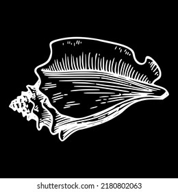 Conch Orange Shell Biology Vector