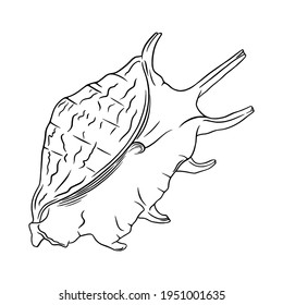 Conch seashell sketch. Tropical reef shell isolated in white background. Engraved vector illustration