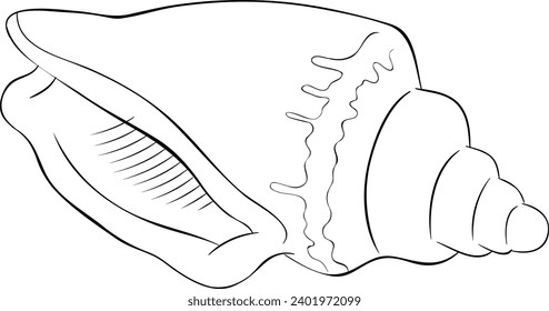 The Conch Shell Black and White Vector Line Art