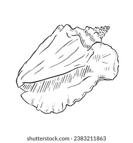Conch shell. Hand drawn line illustration from life. Black and white with lined shading.
