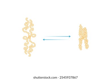 Condensation and Decondensation of DNA Filament Science Design. Vector Illustration.