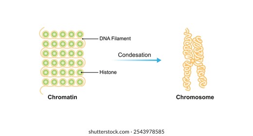 Condensação de DNA Filament Science Design. Ilustração de vetor.