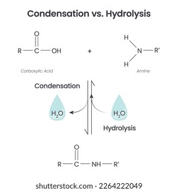 Condensation versus Hydrolysis science vector illustration infographic