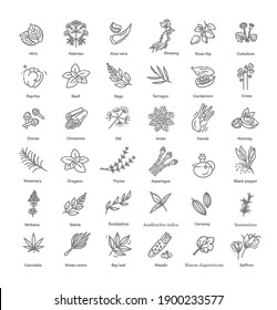 Condiment and herbs icons set. Outline set of condiment vector icons