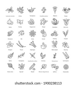 Condiment and herbs icons set. Outline set of condiment vector icons