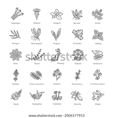 Condiment and herbs icons set. Outline set of condiment vector icons