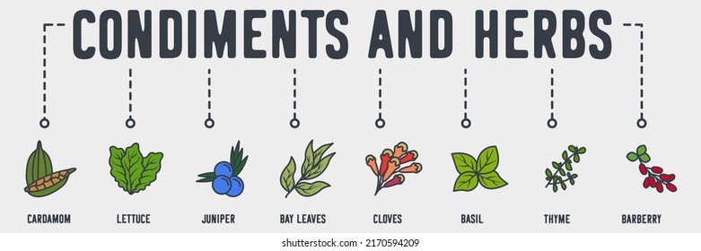 condiments and herbs banner web icon. cardamom, lettuce, juniper, bay leaves, cloves, basil, thyme, barberry vector illustration concept.