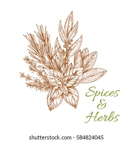 Condiments herbs and herb spices sketch of tarragon or rosemary, basil or thyme, savory, mint and bay leaf. Bunch of spicy culinary aroma flavoring plants for grocery store or farmer market