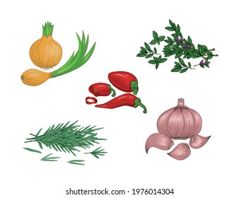 Condiments and spices. Set. A multicolored image of heads of onions, garlic, red pepper pods, bunches of thyme and rosemary on a white background. Vector illustration.