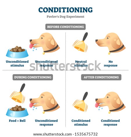 Conditioning vector illustration. Labeled Pavlovian respondent learn scheme. Dog experiment with food and bell. Salivation research diagram with behavior stimulus psychological educational explanation