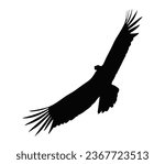 Condor bird vector, black white condor bird.