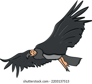 Condor chilean national bird flying