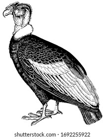 Condor is now extremely rare, vintage line drawing or engraving illustration.