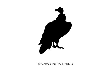 Condor-Silhouette, hochwertige Vektorgrafik