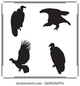  Condor silhouette illustration isolated on white background.