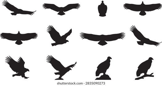 Condor silhouette vector collection featuring large scavenging birds in labeled soaring, landing, perching, and wide-wingspan poses
