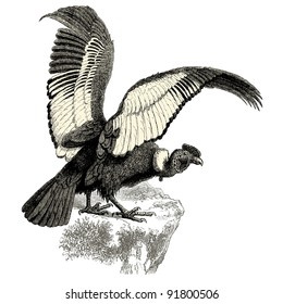 Condor - ilustración vintage - "Histoire naturelle" de Buffon y Lacepe ed. Alfred Mame - Tours 1881