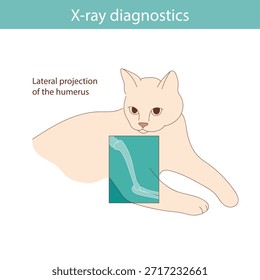Realizar diagnósticos de rayos X en gatos. Vector ilustración médica.