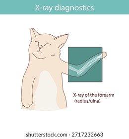 Conducting X-ray diagnostics on cats. Vector medical illustration.