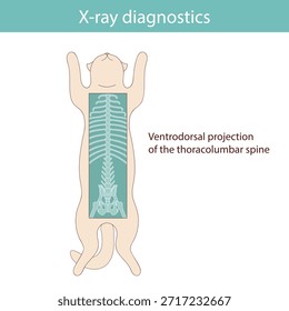 Conducting X-ray diagnostics on cats. Vector medical illustration.