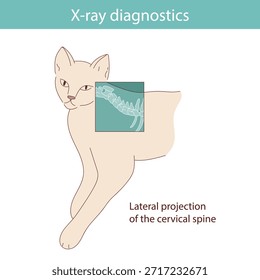 Realizar diagnósticos de rayos X en gatos. Vector ilustración médica.