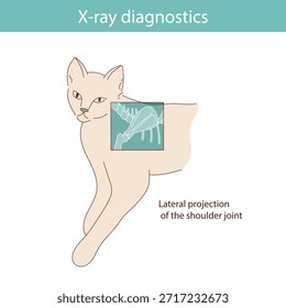 Conducting X-ray diagnostics on cats. Vector medical illustration.