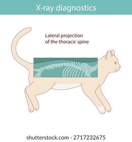 Realizar diagnósticos de rayos X en gatos. Vector ilustración médica.
