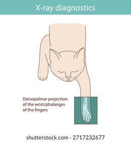 Conducting X-ray diagnostics on cats. Vector medical illustration.