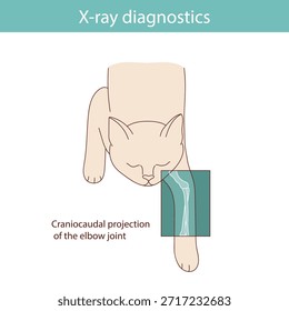 Conducting X-ray diagnostics on cats. Vector medical illustration.