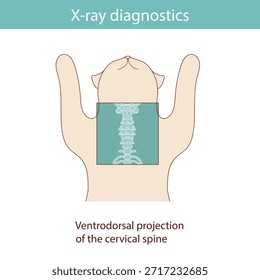 Conducting X-ray diagnostics on cats. Vector medical illustration.