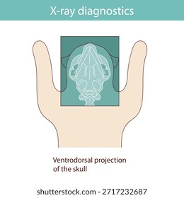 Realizar diagnósticos de rayos X en gatos. Vector ilustración médica.