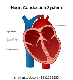 Sistema de conducción del corazón