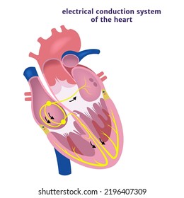 conduction system of the heart. Human anatomy. Vector illustration