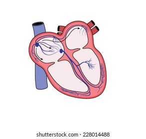 Conduction system of heart, showing the SA and AV nodes, bundle branches and bundle of His. Created in Adobe Illustrator.  EPS 10.