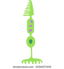 cone academic diagram structure anatomy