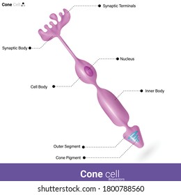 Cone cells, or cones, are photoreceptor cells found in the retina of human eye which is responsible for color vision by sensing different wavelengths of light in visible range vector illustration eps