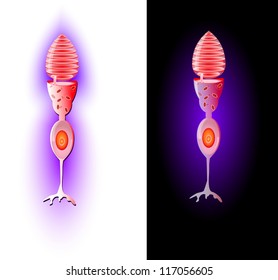 Cone Cells, Or Cones, Are Photoreceptor Cells In The Retina Of The Eye That Are Responsible For Color Vision. Vector